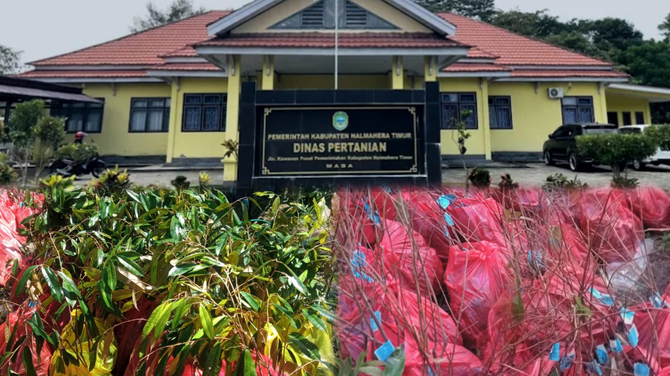 Dinas Pertanian Haltim Evaluasi Penyaluran Bibit Durian, Klarifikasi Jumlah Bantuan dan Penyebab Bibit Mati