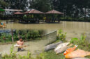 Saat ikan mati mendadak di tempat wisata pondok cemara subaim. (Photo: Amat)