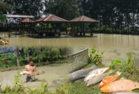 Saat ikan mati mendadak di tempat wisata pondok cemara subaim. (Photo: Amat)