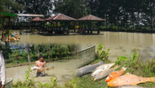 Saat ikan mati mendadak di tempat wisata pondok cemara subaim. (Photo: Amat)