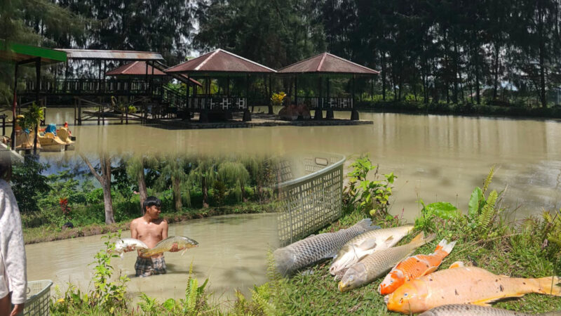 Saat ikan mati mendadak di tempat wisata pondok cemara subaim. (Photo: Amat)