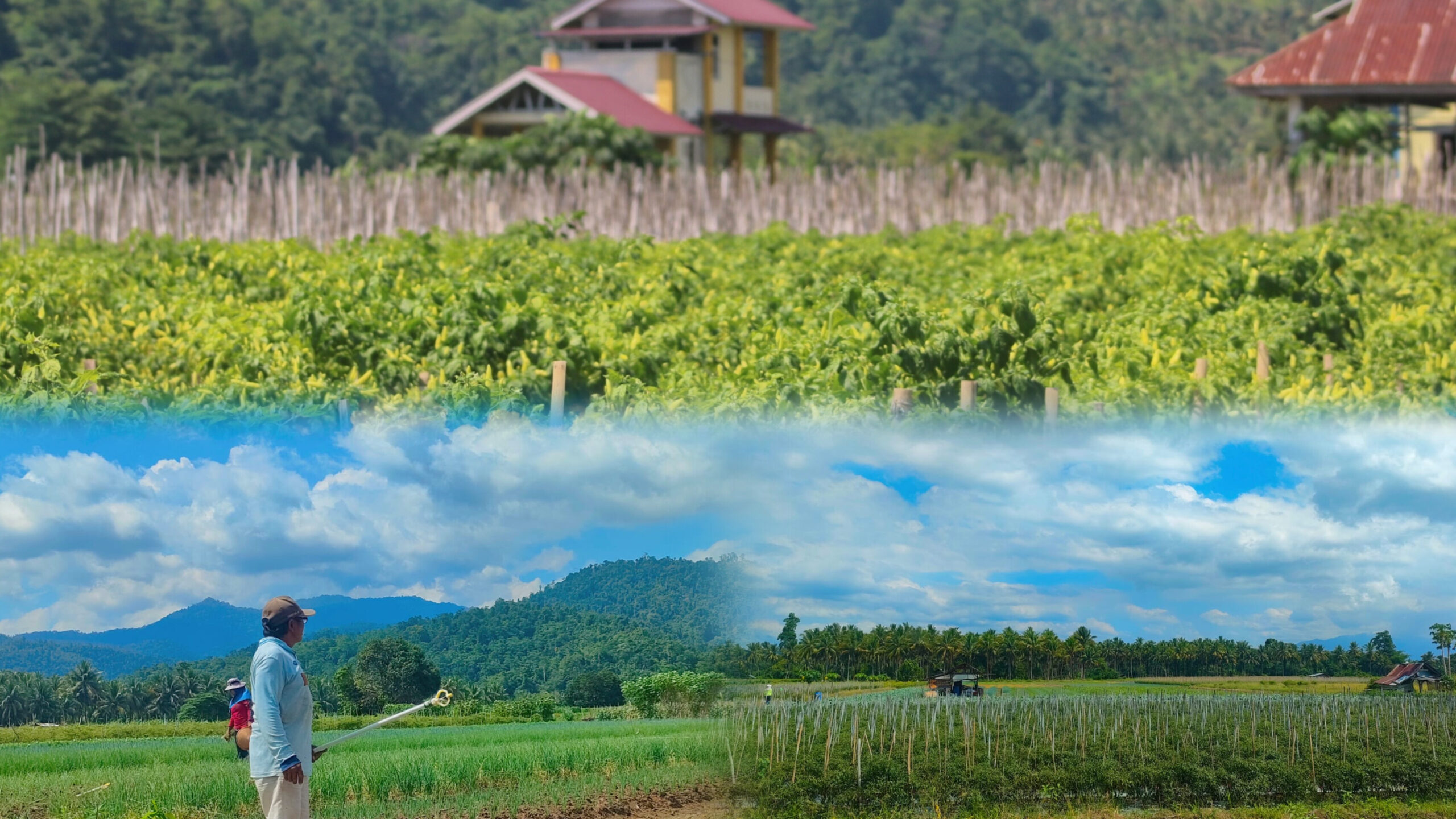 Harga Rica dan Tomat Berfluktuasi, Petani Tutuling Jaya Harapkan Intervensi Pemkab Haltim