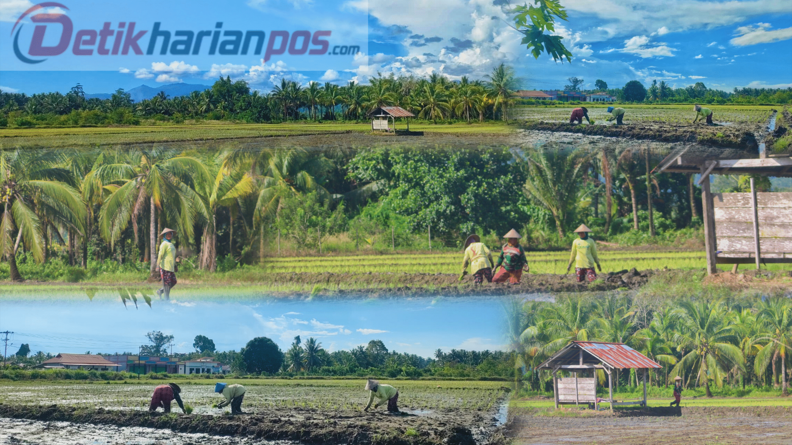 Photo ist: Lahan pertanian desa toboino
