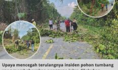 Cegah Pohon Tumbang, Pemerintah, TNI-Polri, PLN, Gimalaha Lolobata dan Kapita Roni Wasile Bersama Warga Bersihkan Dusun Sagu (Kalimeja)