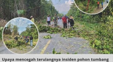 Cegah Pohon Tumbang, Pemerintah, TNI-Polri, PLN, Gimalaha Lolobata dan Kapita Roni Wasile Bersama Warga Bersihkan Dusun Sagu (Kalimeja)