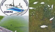 HMNI Halsel Desak Pemerintah Usut Tuntas Fenomena Laut Hijau di Obi, Warga Diimbau Hentikan Sementara Konsumsi Hasil Laut