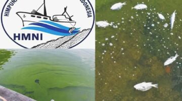 HMNI Halsel Desak Pemerintah Usut Tuntas Fenomena Laut Hijau di Obi, Warga Diimbau Hentikan Sementara Konsumsi Hasil Laut